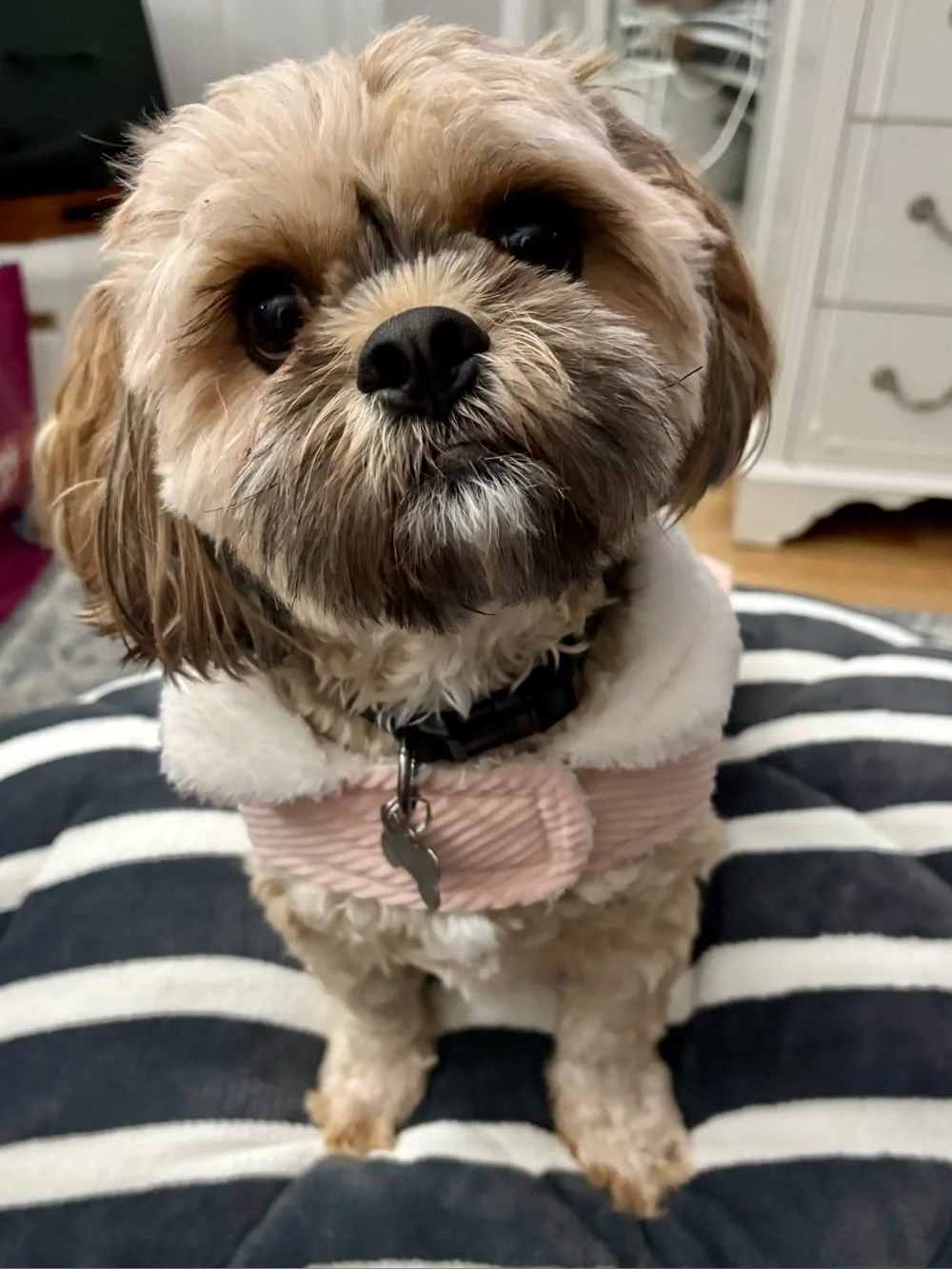 Cozy-Pink Corduroy Dog Coat with Faux Fur Collar